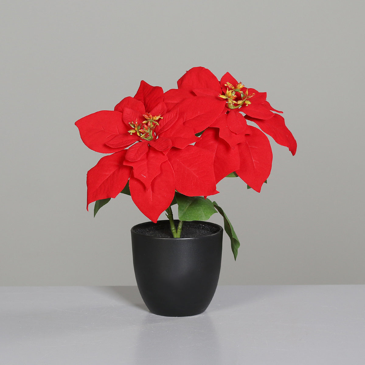 Poinsettia im Topf mit 2 Blüten H 32cm