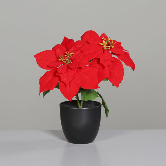 Poinsettia im Topf mit 2 Blüten H 32cm