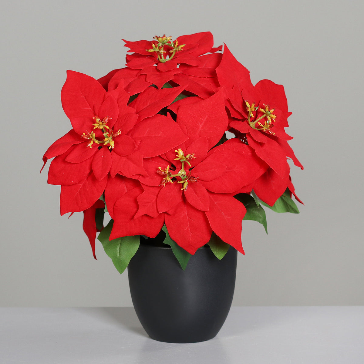Poinsettia im Topf mit 7 Blüten H 37cm