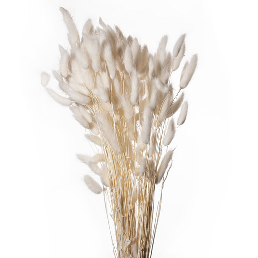 Lagurus, Ve. 1 Bund = 100gr.