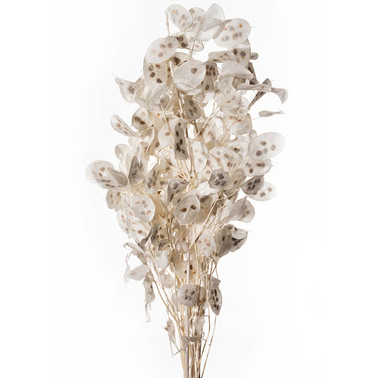 Lunaria Zweige, Ve. 120gr.