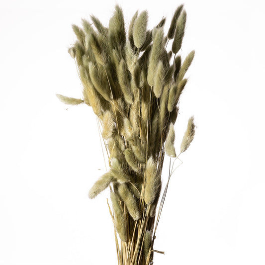 Lagurus ICE GREEN, Ve. 1 Bund = 100gr.
