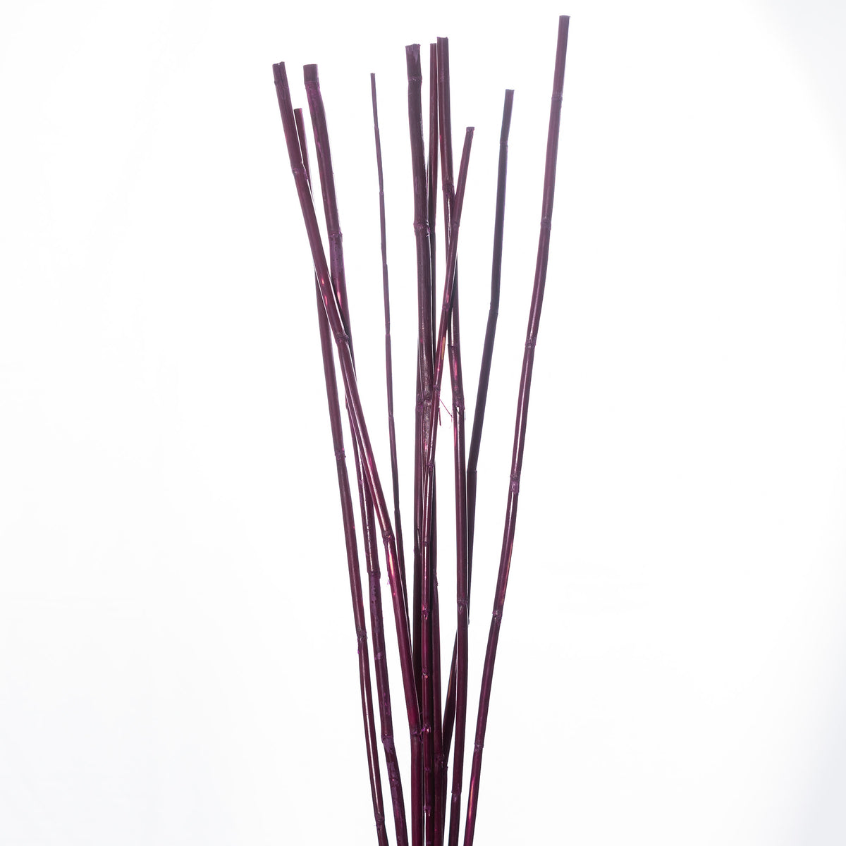 Wild Canna L 1mtr., Ve 1 Bund = 500gr.