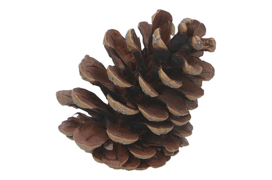 Schwarzkiefern, Ve. 1 Beutel = 5kg