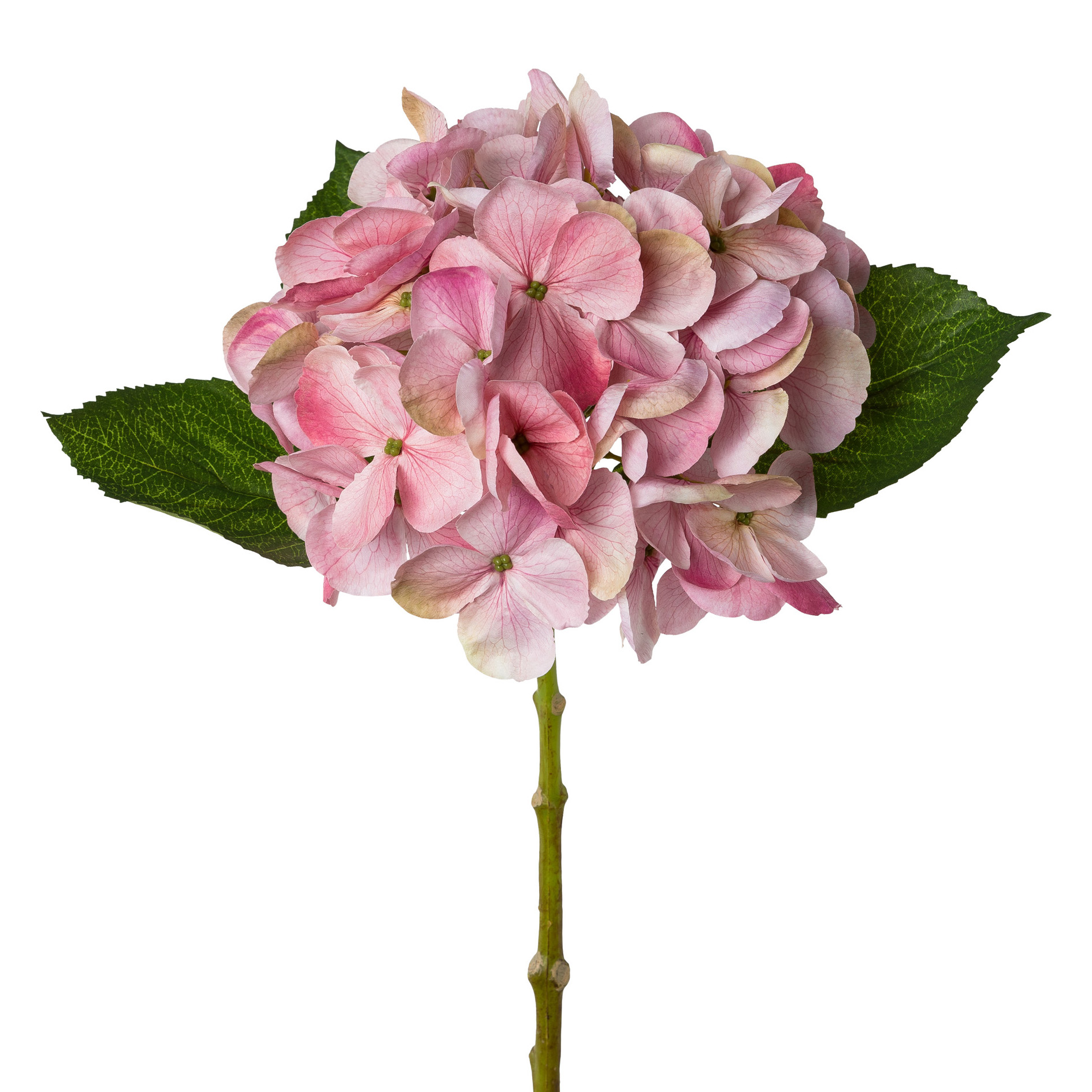 Hortensie, alt rosa, L48cm, Ve. 1 Stk