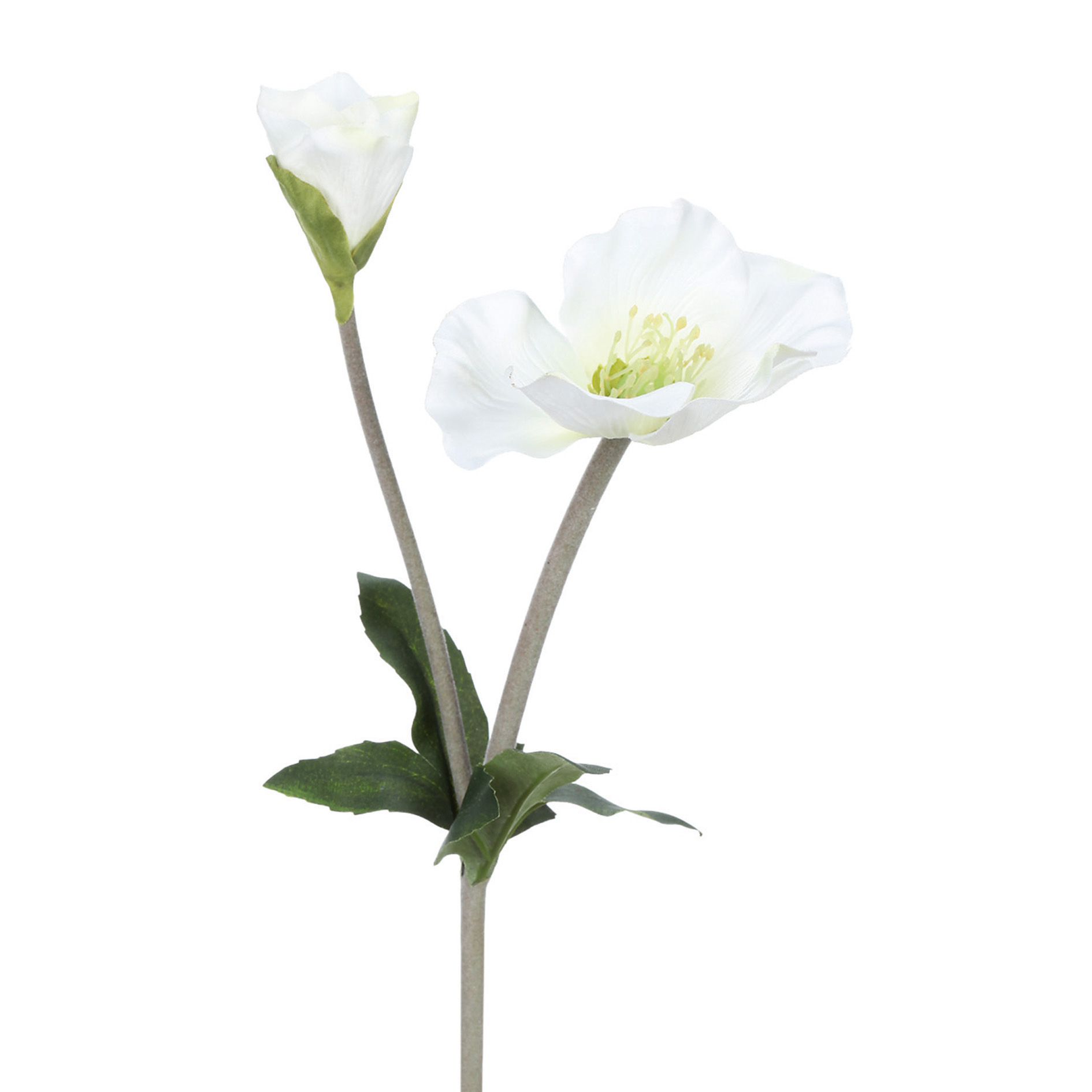 Christrose mit 2 Blüten, 44cm, Ve. 1 Stk