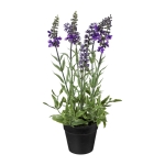 Lavendel H30cm im Topf D7,5cm H7cm