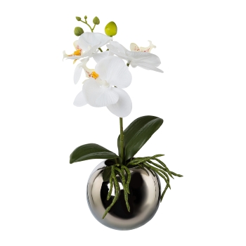 Phalenopsis Orchidee im Kugelvase H29cm