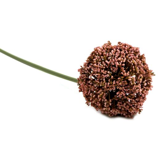 Allium L75cm, Ve. 1 Stk (#190405060)