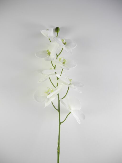 Orchidee mit 8 Blüten und 1 Knospe (#190055019)