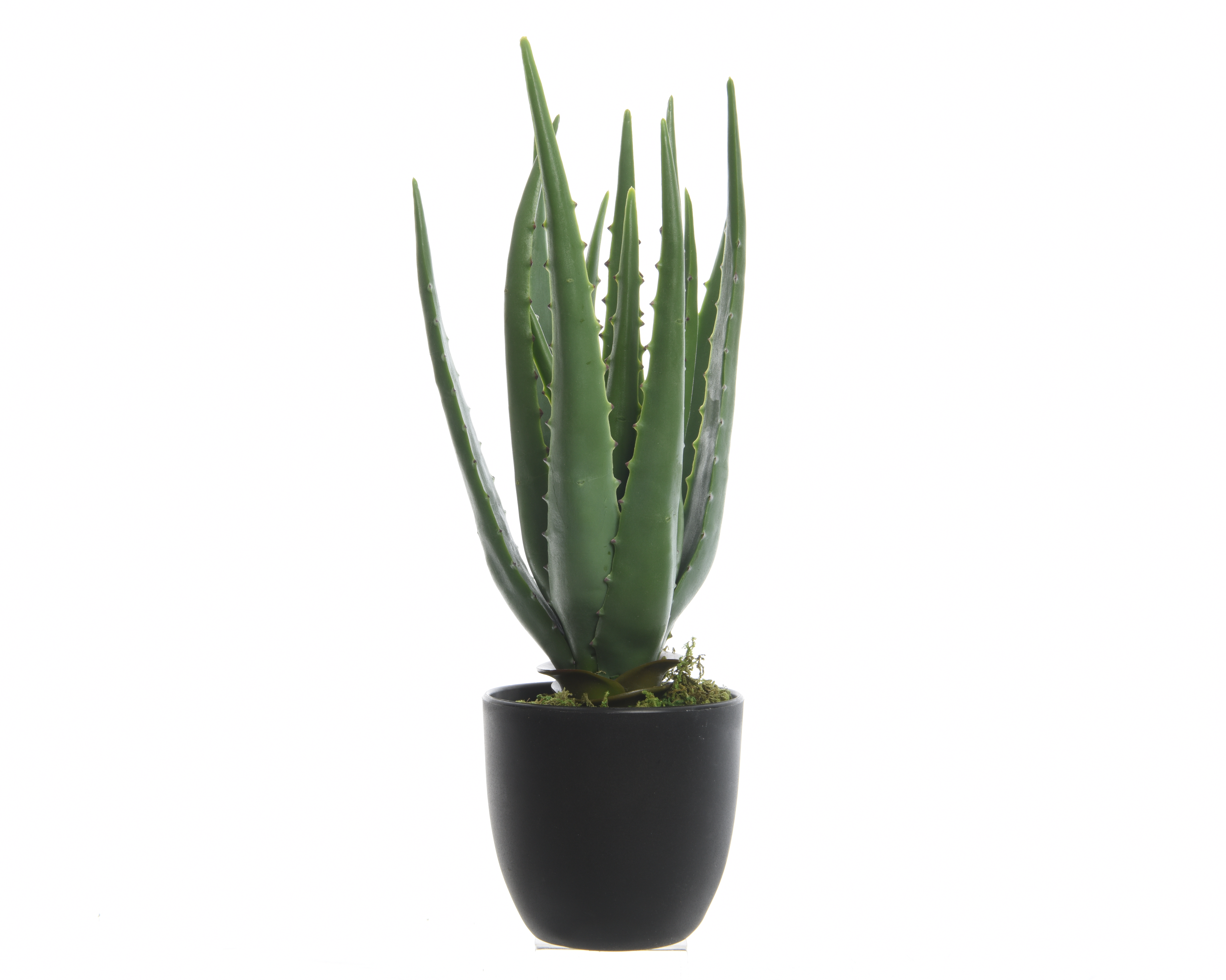 Aloe Vera im Platik Topf, D25cm H35cm
