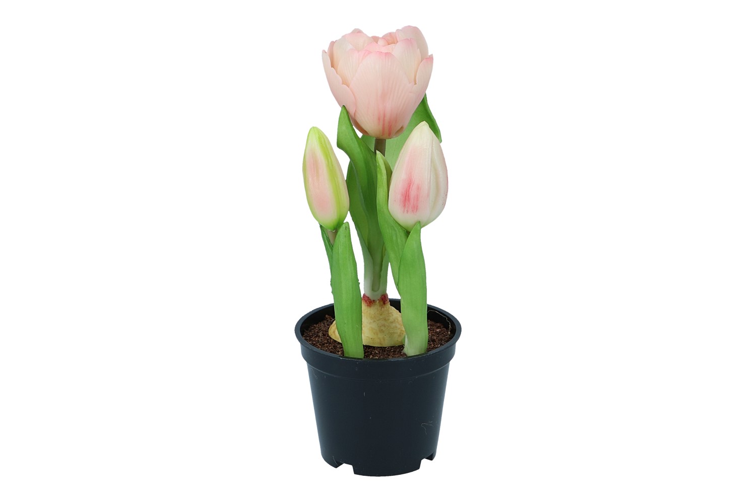 Tulpe in Plastiktopf Höhe 20cm, 1 Topf