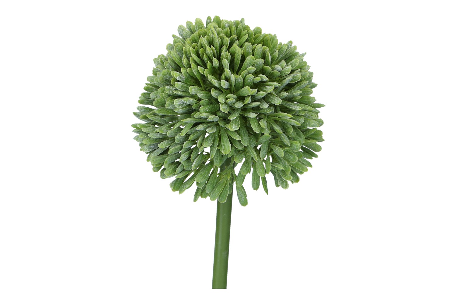 Allium 44cm, grün, 1 Stück