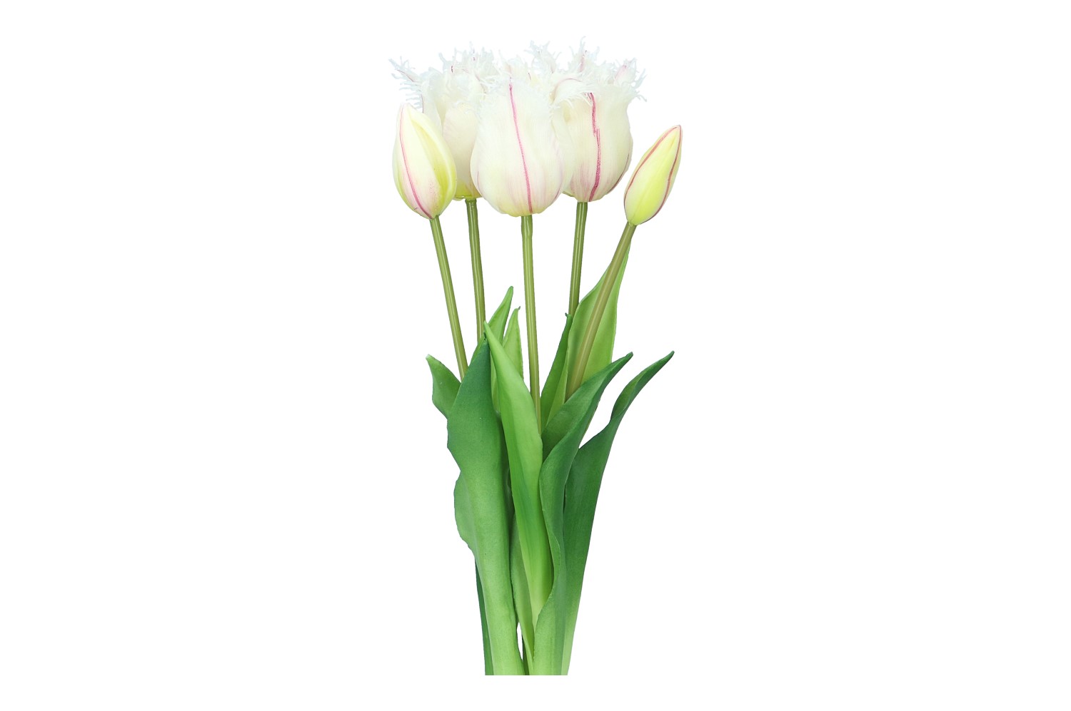 Tulpenbund Truhm 45cm, 1 Bund = 5 Tulpen