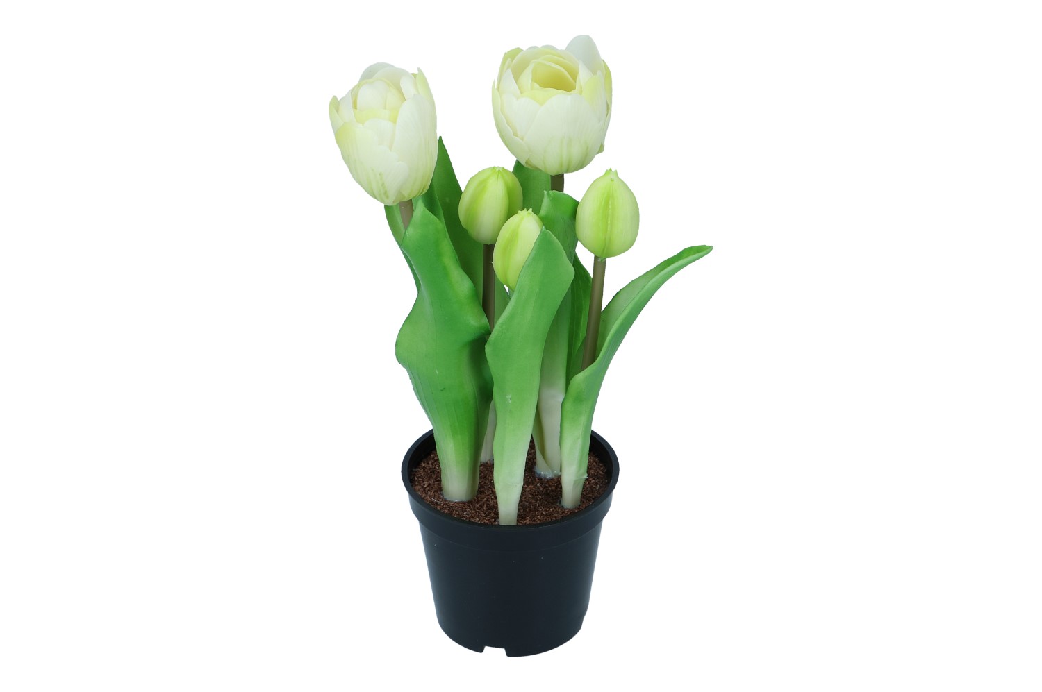 5 Tulpe im Topf, H 24 cm, 1 Stück (#195014010)